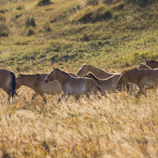 Hustai - Przewalski horses